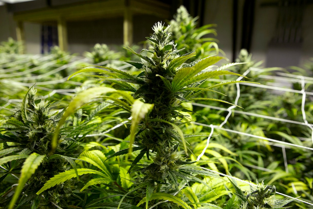 (Ed Andrieski, Associated Press file photo) Marijuana plants in a grow house in Colorado, in 2013. Backers of a medical-marijuana initiative in Utah said Thursday they had received approval from state elections officials to begin gathering signatures to land the measure on the 2018 statewide ballot.