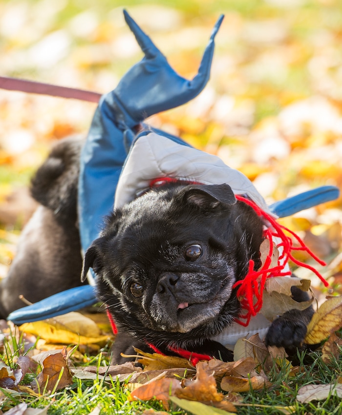 (Leah Hogsten  |  The Salt Lake Tribune) Padme, an 8-year old pug wearing a shark-eating costume, rolls in the leaves during the 7th annual Howl-o-ween Pet Costume Contest at the Downtown Farmers Market. Proceeds from the 20 contestants go to the Humane Society and a local animal shelter. 