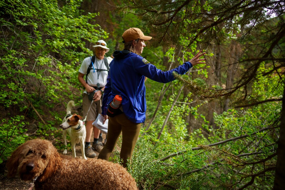 (Trent Nelson  |  The Salt Lake Tribune) Caitlin Willard leads a Hops Hunters Hike in Empire Canyon, Park City on Wednesday, June 8, 2022.
