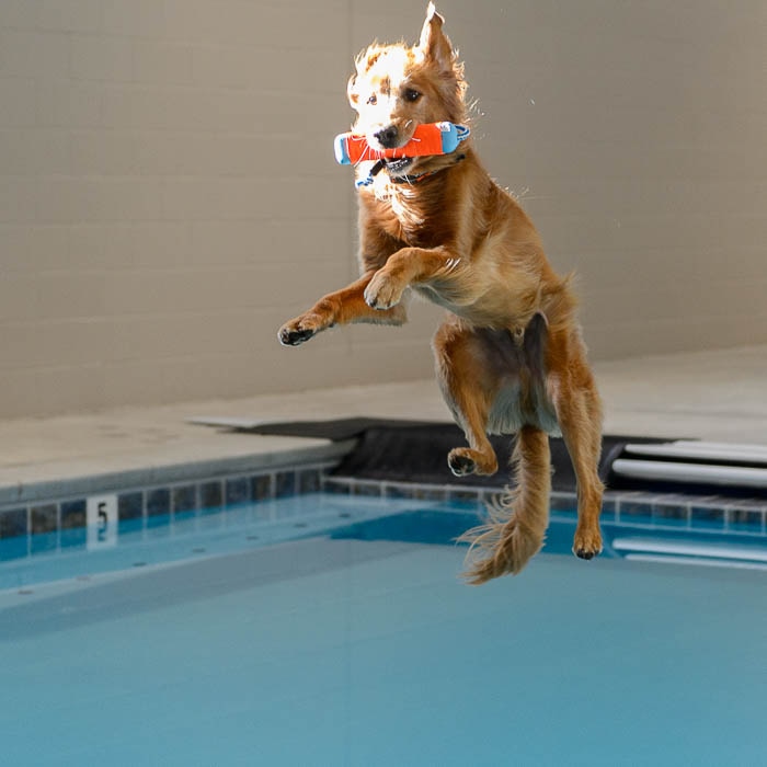(Trent Nelson | The Salt Lake Tribune) David Valdez works with Dexter in the new Aquatic Fitness Center at DogMode in Salt Lake City on Tuesday, Nov. 28, 2017.