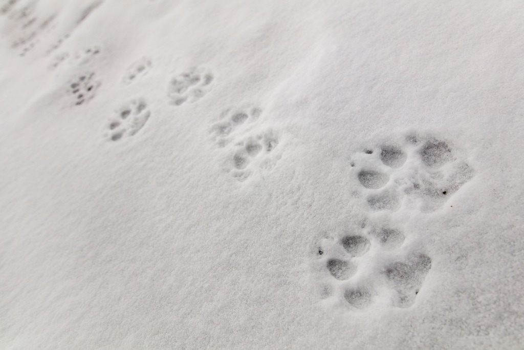 (Jacob W. Frank/National Park Service via AP)

This Jan. 7, 2018, photo released by the National Park Service shows wolf tracks on Fountain Freight road in Yellowstone National Park, Wyo.