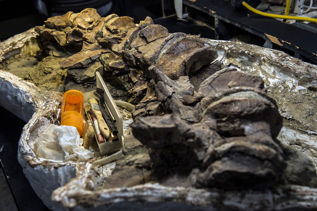 (Chris Detrick  |  The Salt Lake Tribune)  Part of a  Tyrannosaurid tail from Grand Staircase-Escalante National Monument at the Natural History Museum of Utah.
