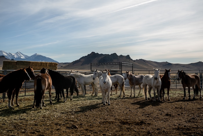 (Hilary Swift | The New York Times) Mares rounded up by the Bureau of Land Management in Challis, Idaho, Nov. 7, 2019. With too many animals on public lands and too many on the publicÕs hands, the federal wild horse management program is short of money or palatable solutions.