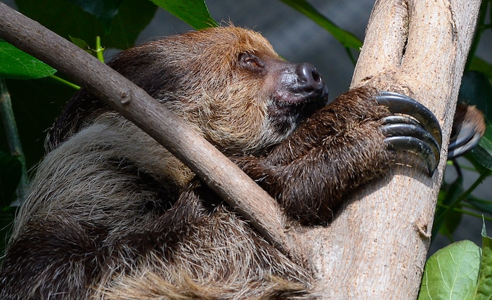 (Francisco Kjolseth | The Salt Lake Tribune) The Loveland Living Planet Aquarium has acquired a couple of two-toed sloths that will be unveiled to the public on Friday. They've been adjusting to the sights and sounds of the aquarium for the last couple of weeks after being rescued from the South American country of Guyana due to habitat deforestation.