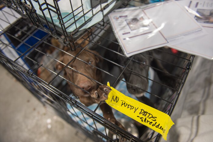 (Rachel Molenda | The Salt Lake Tribune) Labels on kennels give staff and volunteers information about each dog's personality or behavior at the Best Friends Animal Society shelter in Conroe, Texas, on Wednesday, Sept. 6, 2017. Best Friends has set up the shelter to house animals rescued during and after Hurricane Harvey, those that were surrendered by their owners and those whose owners are in shleters following the stom.