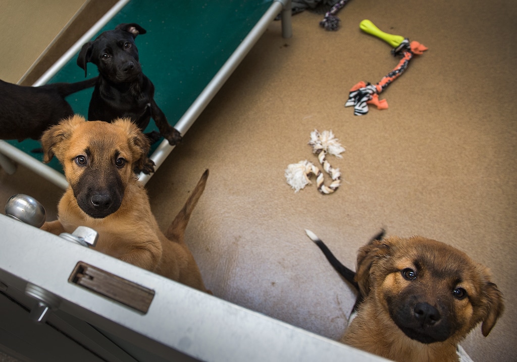 Leah Hogsten  |  The Salt Lake Tribune
A tour group on the Grand Tour stops at the "Puppy Pre-school" to see the new additions at Best Friends Animal Society. The nonprofit applauded Sandy City for becoming the first city in the state to ban the sale of dogs, cats and rabbits in pet stores.