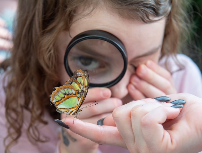 (Rick Egan  |  The Salt Lake Tribune)     
Arabelle Walston, 7, examines a butterly fly at the Butterfly Biosphere at  Thanksgiving Point’s Water Tower Plaza in Lehi. Tuesday, Jan. 22, 2019.  The Butterfly Biosphere is home to more than a thousand butterflies from around the world. The exhibit also has dozens of species of butterflies.


3 7 6 

Arabelle pink
Addie Walkston 6 blue 