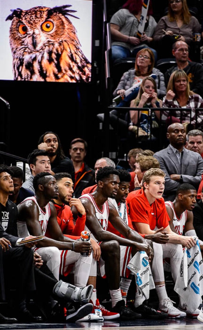 (Trent Nelson | The Salt Lake Tribune)  An owl and the Chicago bench as the Bulls trail the Utah Jazz by double digits in the fourth quarter, NBA basketball in Salt Lake City Wednesday November 22, 2017.