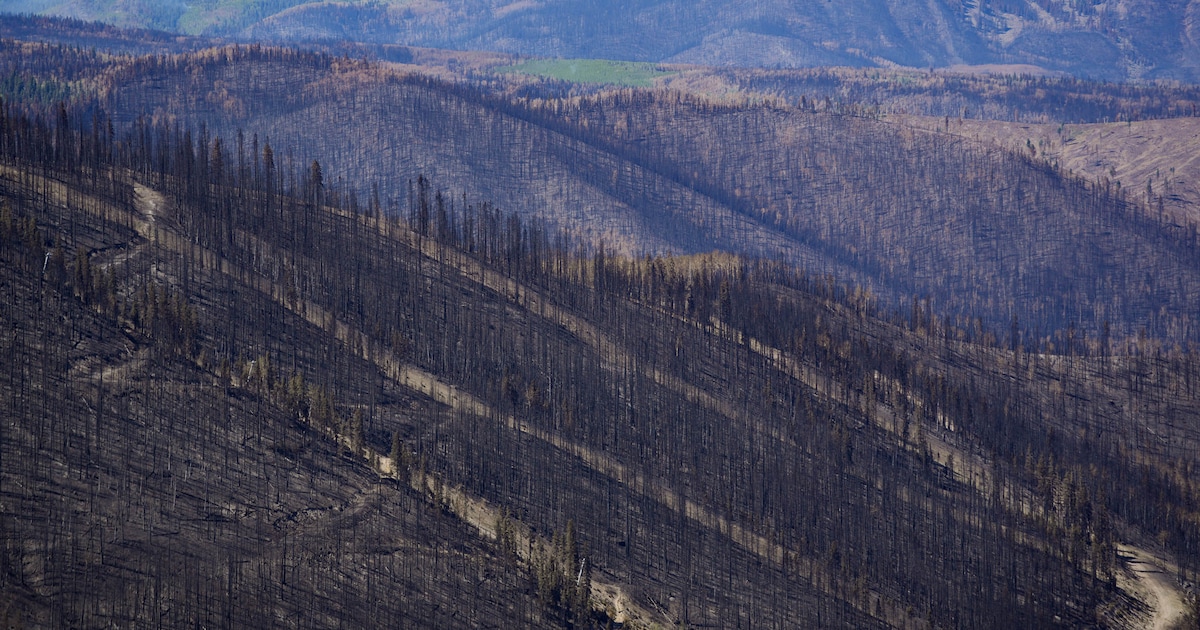 ‘We’re losing our ability to manage forest fires’ as West becomes hotter and drier, researcher says