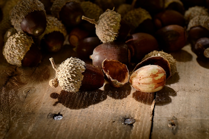 (Scott Sommerdorf   |  The Salt Lake Tribune)   
Freshly harvested acorns.