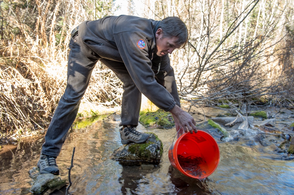 (Rick Egan  |  Tribune file photo)  Division of Wildlife Resources biologist Mike Slater releases native Bonneville cutthroat trout into upper Mill Creek in 2014 after removing all trout from the stream above Salt Lake City.  In partnership with the Dixie National Forest, Utah wildlife officials are pursuing a similar project on the Paunsaugunt Plateau when they apply a piscicide to Blubber and Upper Kanab creeks, which will be closed for several days.