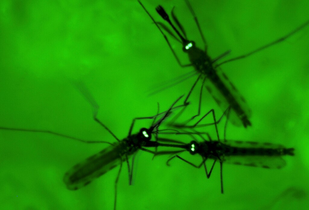 (Jacquelyn Martin  |  AP file photo) In this file photo, adult mosquitoes are seen through a fluorescence microscope at the University of Maryland Biotechnology Institute's Insect Transformation Facility in Rockville, Md.