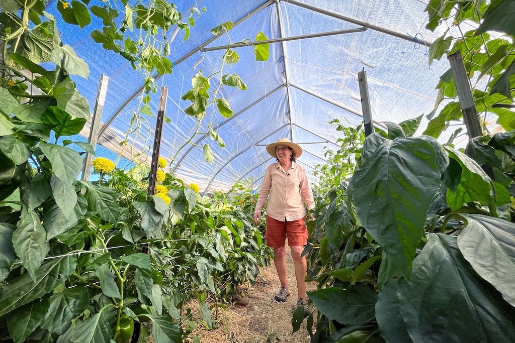 (David Condos | KUER) Rhonda Gotway Clyde walks down a row of plants growing at her Easy Bee Farm in Moab, Utah, Aug. 19, 2024.
