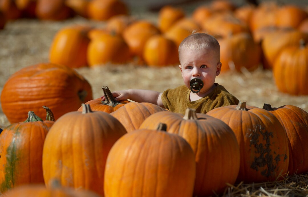 (Francisco Kjolseth  |  The Salt Lake Tribune) Max Carpenter, 1, sits amongst the pumpkins at Wheeler Farm's annual Pumpkin Days celebration on Saturday, Oct. 10, 2020. The "Family-Friendly Not-so-Scary Halloween,” features a hay maze, pumpkin patch, children's train, games and other attractions.