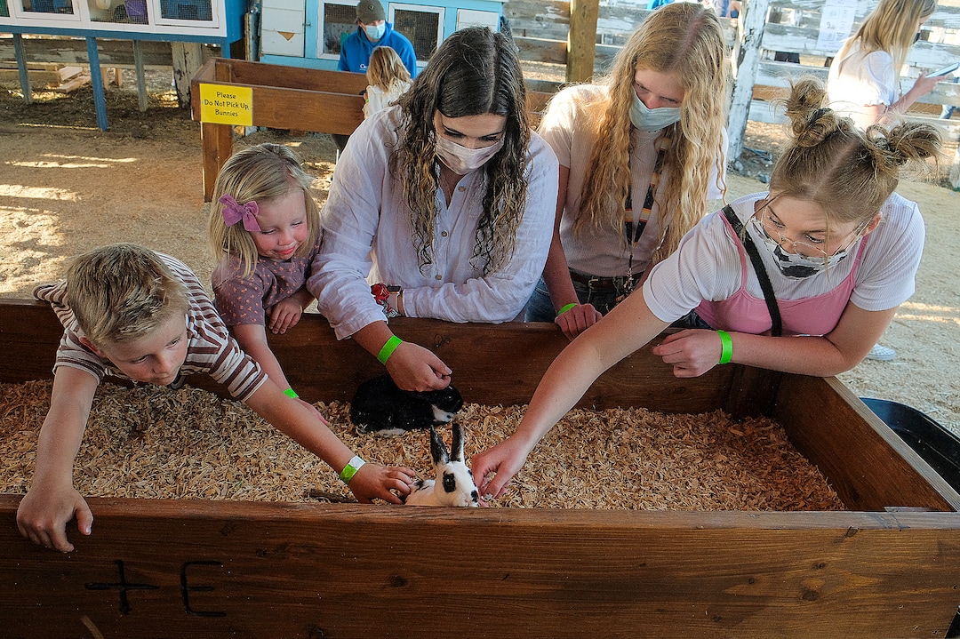 (Leah Hogsten | The Salt Lake Tribune) A bunny nicknamed "Houdini" gets lots of attention from visitors during the Baby Animal Festival  and Tulip Field Festival at Cross E Ranch April 23, 2021.The festival runs unlil May 8.