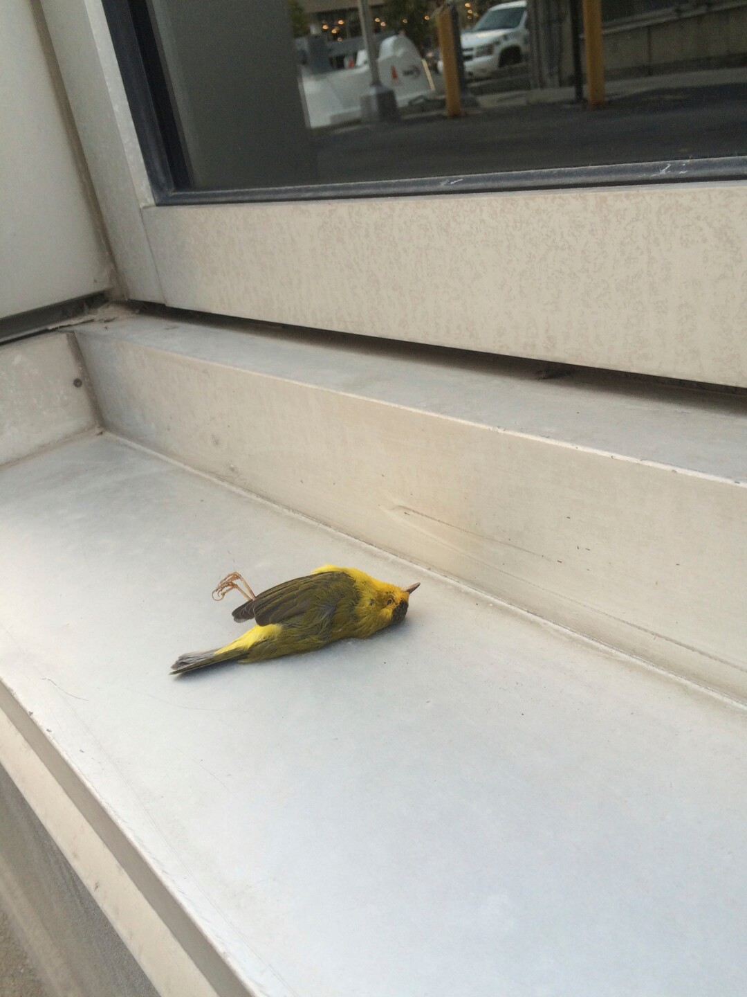 (Courtesy Tracy Aviary) A Wilson's Warbler lies dead in a doorframe in Salt Lake City. It is one of 44 fallen birds that researchers collected last year to learn more about Salt Lake City's hazards to migrating birds. Tracy Aviary and SLC Dark Sky are asking building owners to turn off their lights during the spring and fall months to prevent nighttime flyers from being drawn into the city, where many become disoriented and crash.