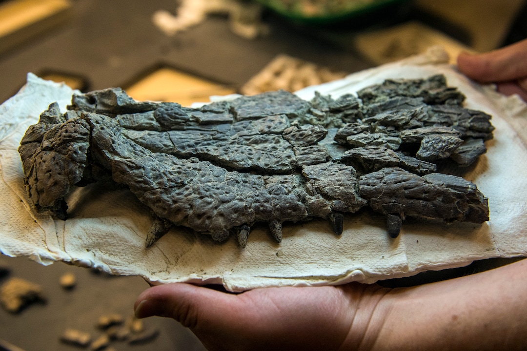 (Chris Detrick  |  The Salt Lake Tribune)  Part of a crocodilian fossil at the Natural History Museum of Utah.