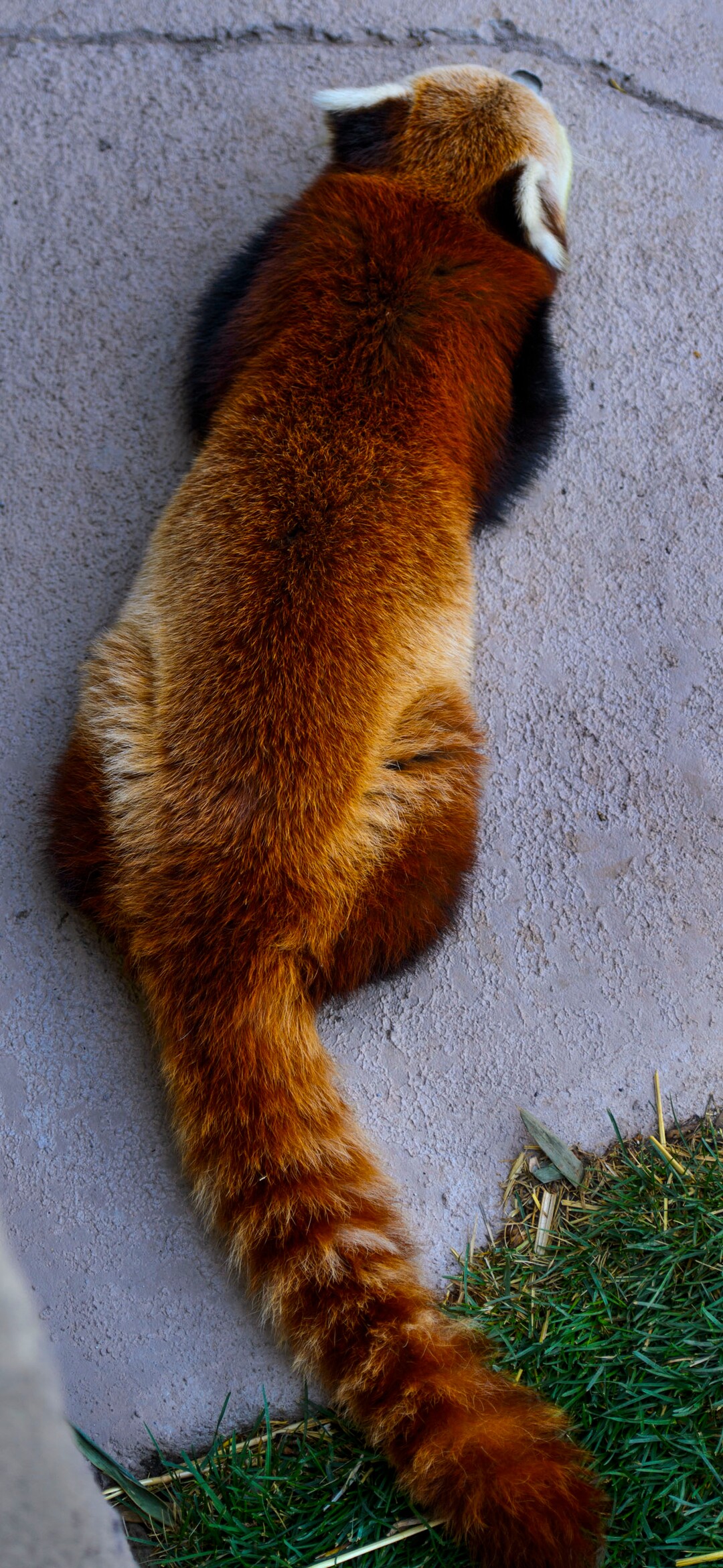 (Steve Griffin  |  The Salt Lake Tribune) A red panda checks out its new exhibit as the Hogle Zoo adds two red pandas to its permanent exhibit in Salt Lake City Friday May 4, 2018.  The 3 1/2 year-old male and the seven year-old female will make Hogle Zoo their permanent home after arriving from their previous home at Reid Park Zoo in Tucson, AZ. Red pandas are also called lesser pandas and live in the mountainous areas of Nepal and southwestern China. Their diet consists mostly of bamboo.