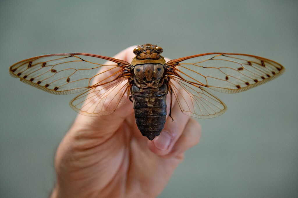 (Francisco Kjolseth  |  The Salt Lake Tribune) Trained as an entomologist, Jason Cryan, who became the new director of the Natural History Museum of Utah in March – just in time to close the place because of COVID-19, geeks over his love of insects as he shows off some of his personal collection during a recent tour, including a cicada. Cryan and his staff have been making safety changes in hopes of reopening the museum in mid-August. 
