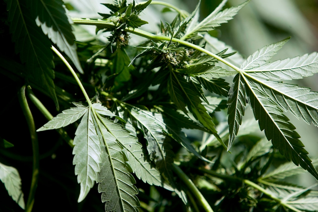 (Tribune file photo) A view of marijuana leaves as law enforcement officials remove plants grown illegally in the Fish Lake National Forest near Beaver, Utah, on Thursday, Aug. 18, 2011. Several agencies were involved in the operation that yielded several thousand plants. No growers were arrested.