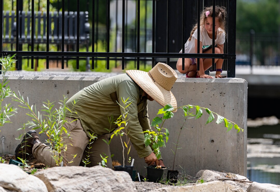 (Francisco Kjolseth  |  The Salt Lake Tribune) James Young, Assistant Botanist for Salt Lake City’s Trails and Natural Lands plants shrubs under the watchful eye of a young attendee for the unveiling of the Three Creeks Confluence Park on Wednesday, July 7, 2021, in the Glendale neighborhood.