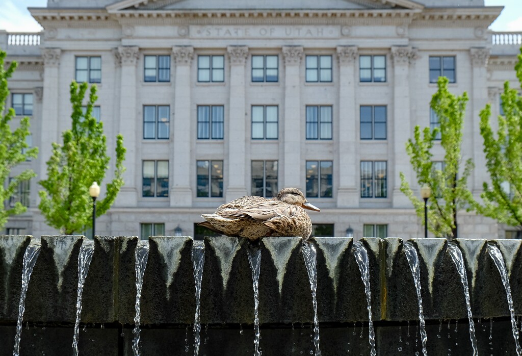 (Francisco Kjolseth  |  Tribune file photo) A duck gets much of the Utah Capitol grounds all to itself as it sits on the edge of the reflecting fountain, May 13, 2020.