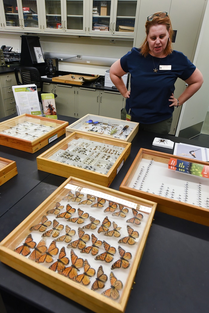 (Francisco Kjolseth  |  The Salt Lake Tribune)  Invertebrates Collections Manager Christy Bills, overlooks the collections of bugs that will be part of the display this weekend at the Natural History Museum of Utah at the Rio Tinto Center for a Behind the Scenes look at the objects held in stewardship for the people of Utah. The public is invited to meet the scientists who build the collections and learn about current research and get an insiders view of the museum. 