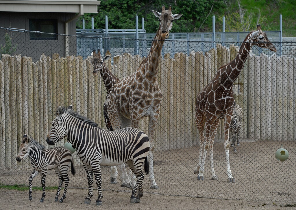 Francisco Kjolseth  |  The Salt Lake Tribune
Utah's Hogle Zoo introduces their new baby zebra who got her first "howdy" with giraffes on the other side of a chain link fence.