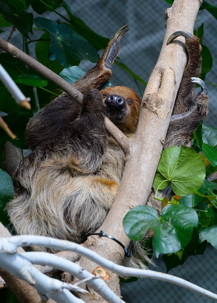 (Francisco Kjolseth | The Salt Lake Tribune) The Loveland Living Planet Aquarium has acquired a couple of two-toed sloths that will be unveiled to the public on Friday. With the aid of two claws for their front legs and three for the back legs a female sloths readjusts from a mid day slumber. They've been adjusting to the sights and sounds of the aquarium for the last couple of weeks after being rescued from the South American country of Guyana due to habitat deforestation.