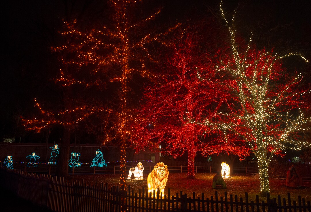 (Rick Egan  |  The Salt Lake Tribune)   Animal lanterns glow as the ZooLights at Hogle Zoo are turned on, Friday, Nov. 30, 2018. The lights continue  through December 31st, 