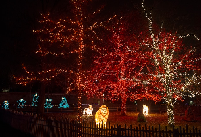 (Rick Egan  |  The Salt Lake Tribune)   Animal lanterns glow as the ZooLights at Hogle Zoo are turned on, Friday, Nov. 30, 2018. The lights continue  through December 31st, 


