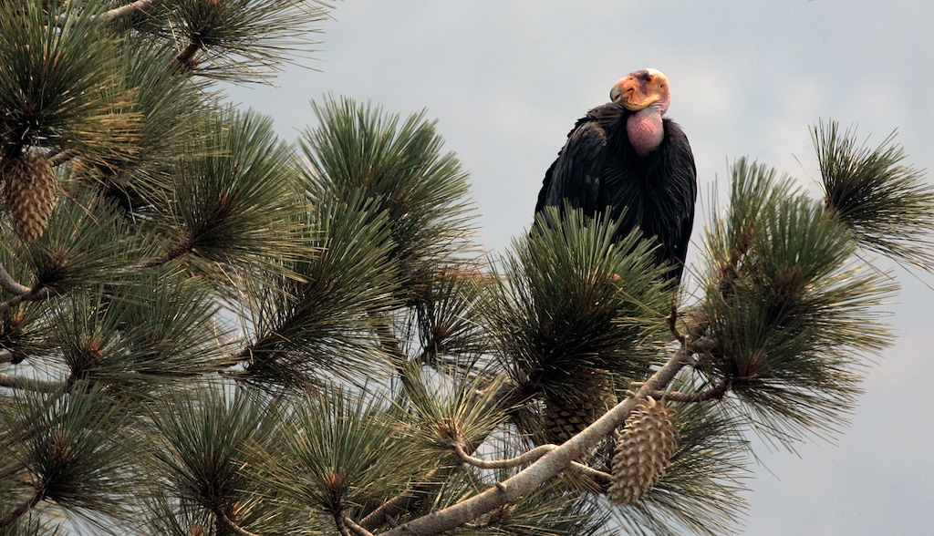 (Marcio Jose Sanchez | AP file photo) In this Thursday, July 10, 2008 photo, a California condor is perched atop a pine tree in the Los Padres National Forest, east of Big Sur, Calif. A California wildfire that began Wednesday, Aug. 19, 2020, has destroyed a sanctuary for the endangered California condor in the Los Padres National Forest.