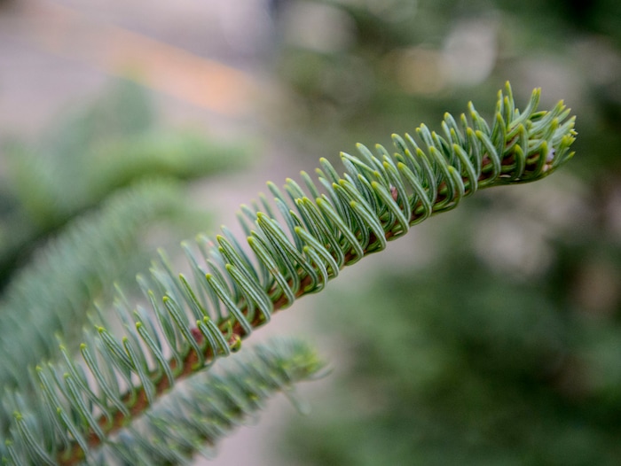 (Steve Griffin  |  The Salt Lake Tribune) Lucas  Brown sets up a J & T Christmas Tree lot at 7200 south 900 east in Middle, Utah Monday November 20, 2017. Utah Christmas tree lots will have less stock and higher prices this year due to a regional shortage of Christmas trees.