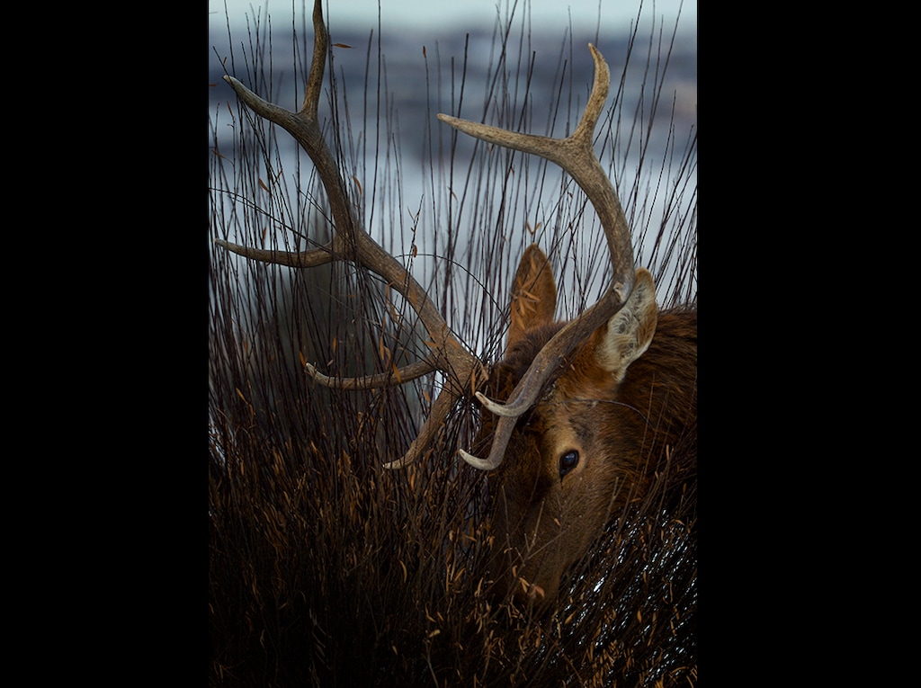 (Leah Hogsten | The Salt Lake Tribune) "This is what we live here for," said Park City resident John Ackerly, who was thrilled to watch a dozen bull elk that had bed down to nap and to snack on the grass clippings and saplings in his and his neighbor's yard on Jan. 4.