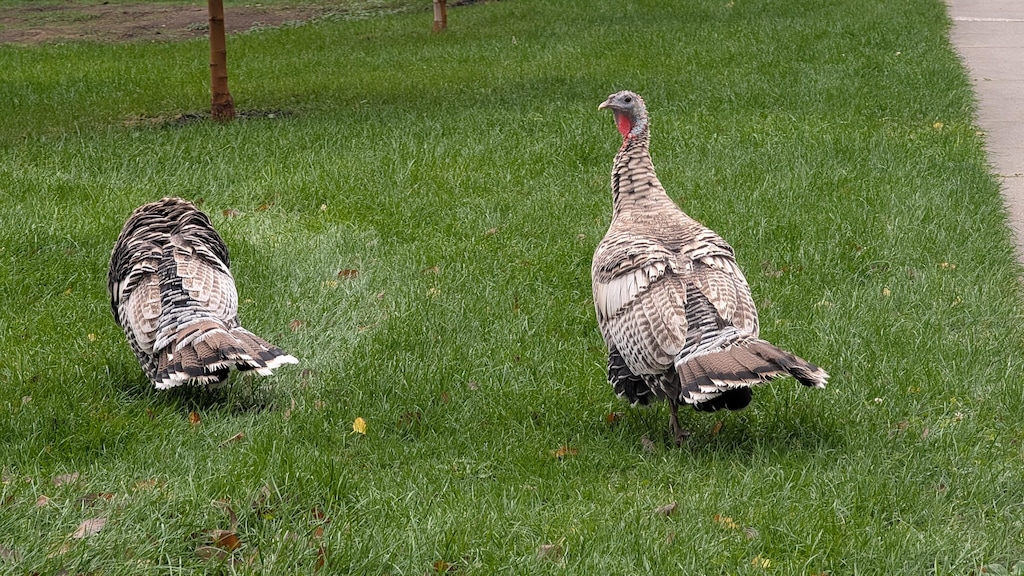 (Photo provided by Enrique Duque IV) Turkeys were seen near Liberty Park on Tuesday, Oct. 13.