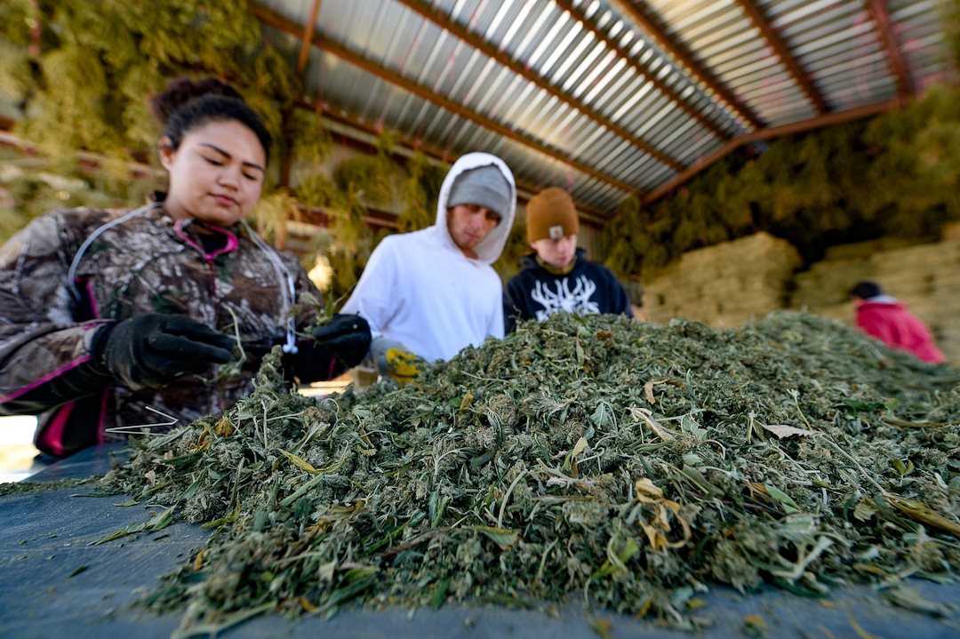 (Francisco Kjolseth  |  The Salt Lake Tribune)  Hemp plant material with very low (or virtually no) THC content is harvested at the end of the season by Cinthia Perez, Travis Ashby and Bryce Prince, from left, after undergoing a drying process before pre-extraction for CBD oil at Harward Farms near Spanish Fork on Friday, Oct. 25, 2019.