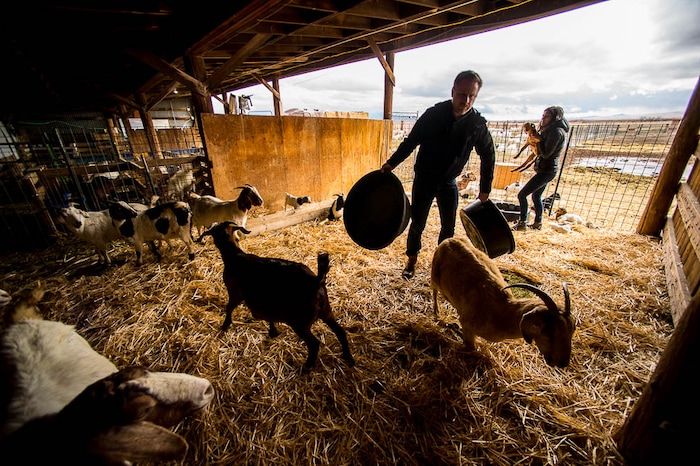 (Trent Nelson | The Salt Lake Tribune)
Volunteers Tristan Horne and Sabrina Martinez work a shift at the East African Refugee Goat Project on Saturday March 24, 2018.