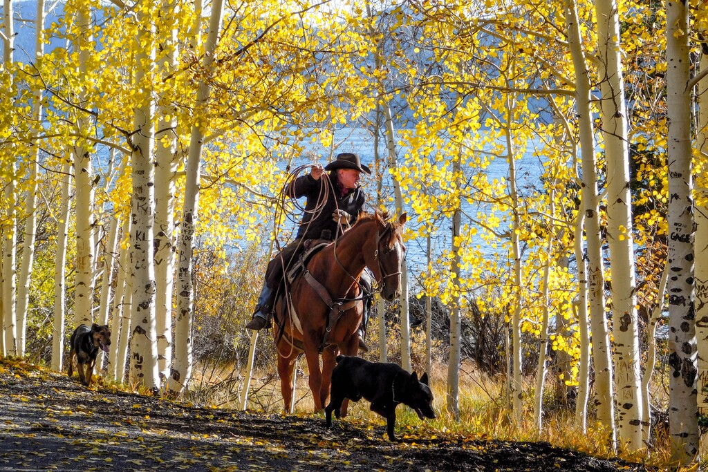 (Erin Alberty | The Salt Lake Tribune) Rancher Darren Nelson drives his cattle along Fish Lake on Oct. 6, 2017 in Sevier County. His herd of 1,100 spends about 10 days grazing near the Pando aspen grove.