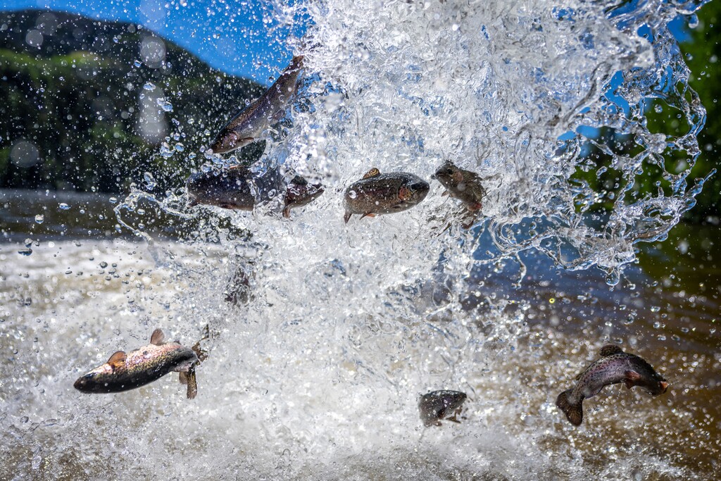 (Trent Nelson | The Salt Lake Tribune) Rainbow trout are put into Smith and Morehouse Reservoir by Utah's Division of Wildlife Resources on Tuesday, June 21, 2022.