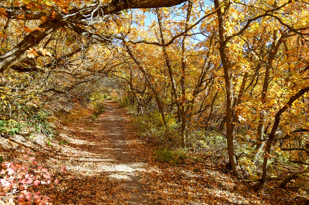 (Chris Samuels | The Salt Lake Tribune) A hiking trail in City Creek Canyon in Salt Lake City, Friday, Oct. 20, 2023.