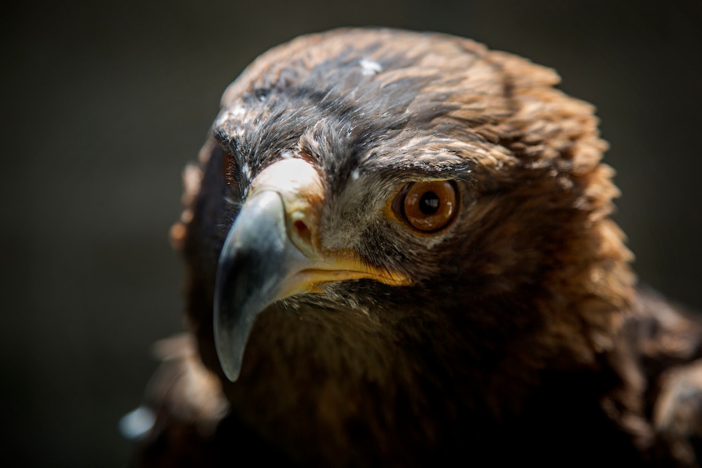 (Benjamin Zack/Standard-Examiner, via AP) This July 6, 2017 photo shows Phoenix, a golden eagle at the Wildlife Rehabilitation Center of Northern Utah, in Ogden. Phoenix survived third-degree burns from a Utah wildfire and a bout with the West Nile virus that left him blind in one eye now has a job as an educational bird at a northern Utah wildlife rehabilitation center.