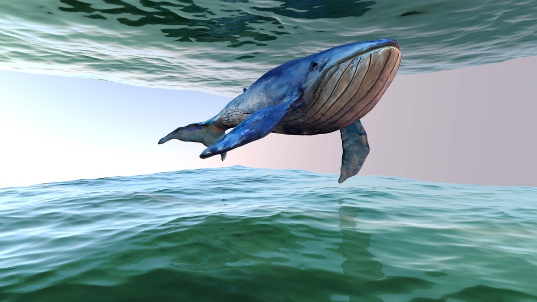 (Image courtesy of Sundance Institute) An image from "Animalia Sum," by Bianca Kennedy and Felix Kraus, an official selection of the New Frontier Exhibitions program at the 2020 Sundance Film Festival.