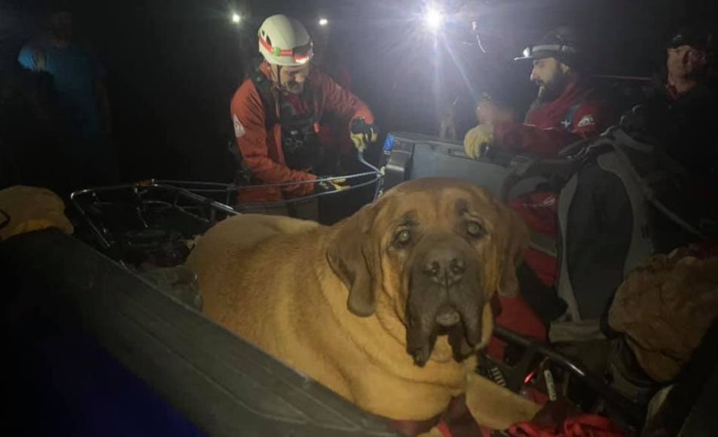 (Photo courtesy Salt Lake County Sheriff's Office Search and Rescue) Floyd the mastiff was rescued from Millcreek Canyon on Sunday.