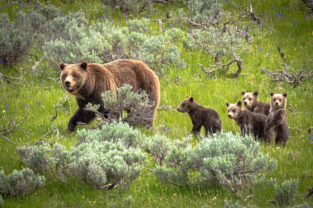 [Dennis Stogsdill | iStock]

Mother grizzly 399 and her four cubs