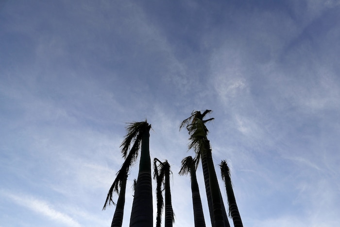 Pam trees stand ripped of their fronds in the aftermath of Hurricane Irma in Marco Island, Fla., Monday, Sept. 11, 2017. (AP Photo/David Goldman)