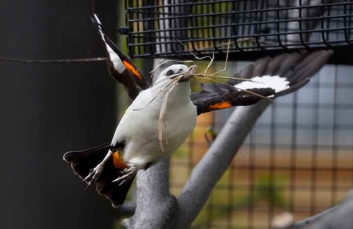 (Scott Sommerdorf | The Salt Lake Tribune)
A White Headed Buffalo Weaver in one of Tracy Aviary's new exhibits, Thursday, May 10, 2018.