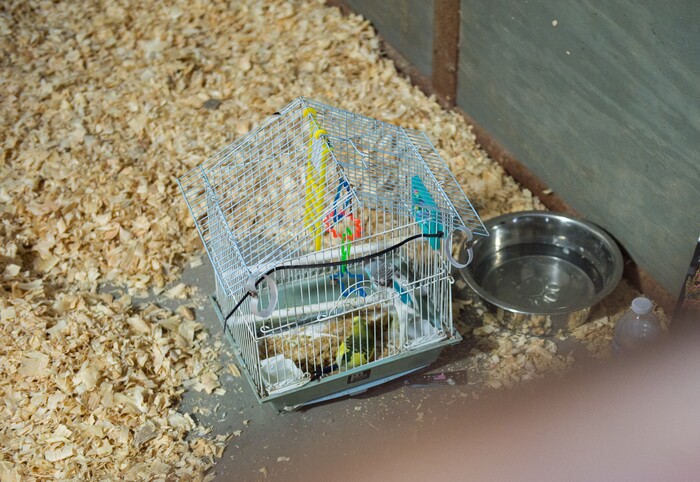 (Rachel Molenda | The Salt Lake Tribune) A parakeet housed at the Best Friends Animal Society shelter in Conroe, Texas, on Wednesday, Sept. 6, 2017.