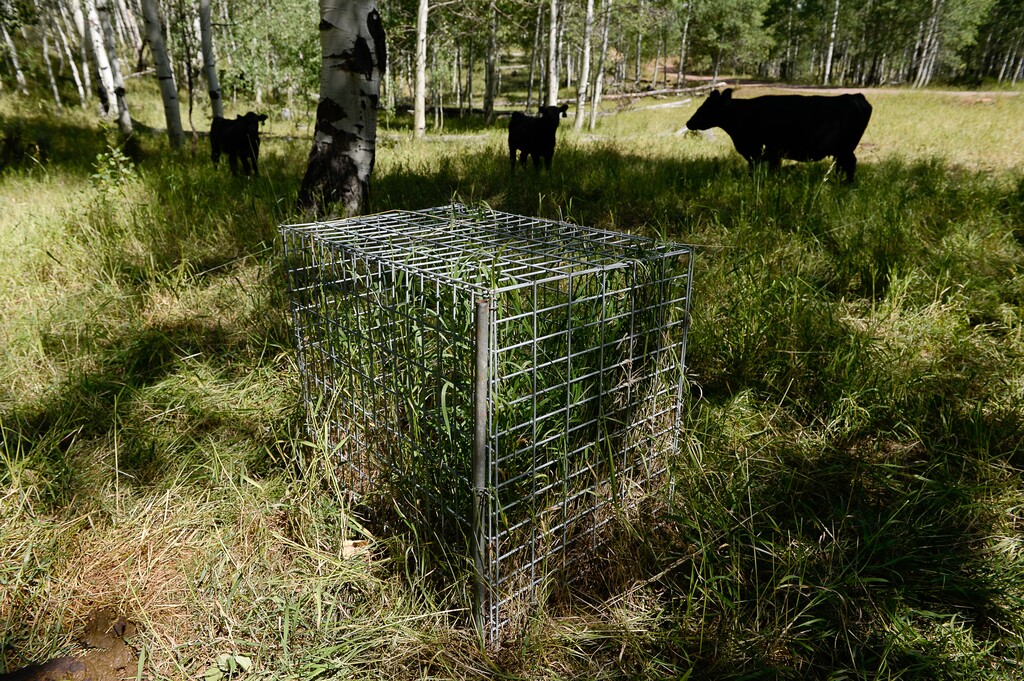 Francisco Kjolseth | The Salt Lake Tribune
A utilization cage gives a visual representation of growth in an area being grazed by cows.