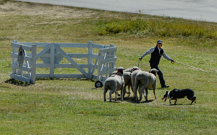 (Francisco Kjolseth | The Salt Lake Tribune) Angie Coker-Sells guides her dog Soot, as they remove five marked sheep and move them into a pen while competing in the annual Soldier Hollow Classic on Monday, Sept. 2, 2019.