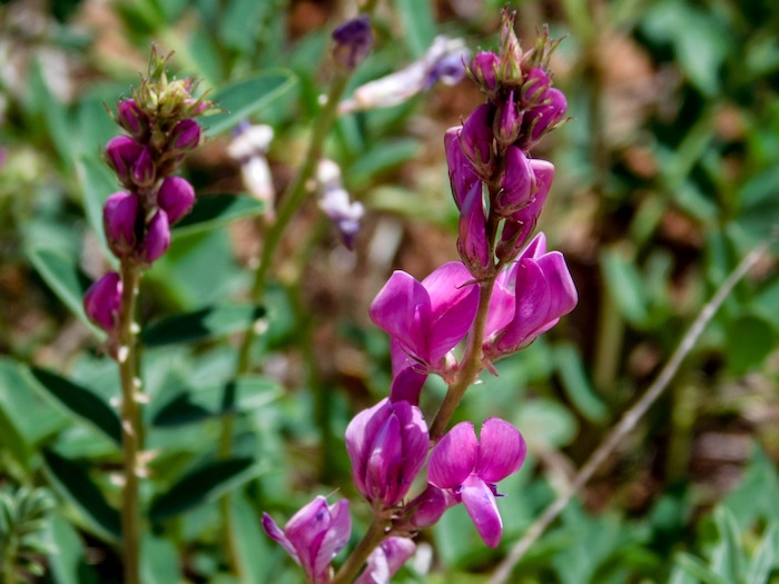 Erin Alberty  |  The Salt Lake TribuneSweetvetch blooms May 27, 2017 along the Desert Voices Trail in Dinosaur National Monument.